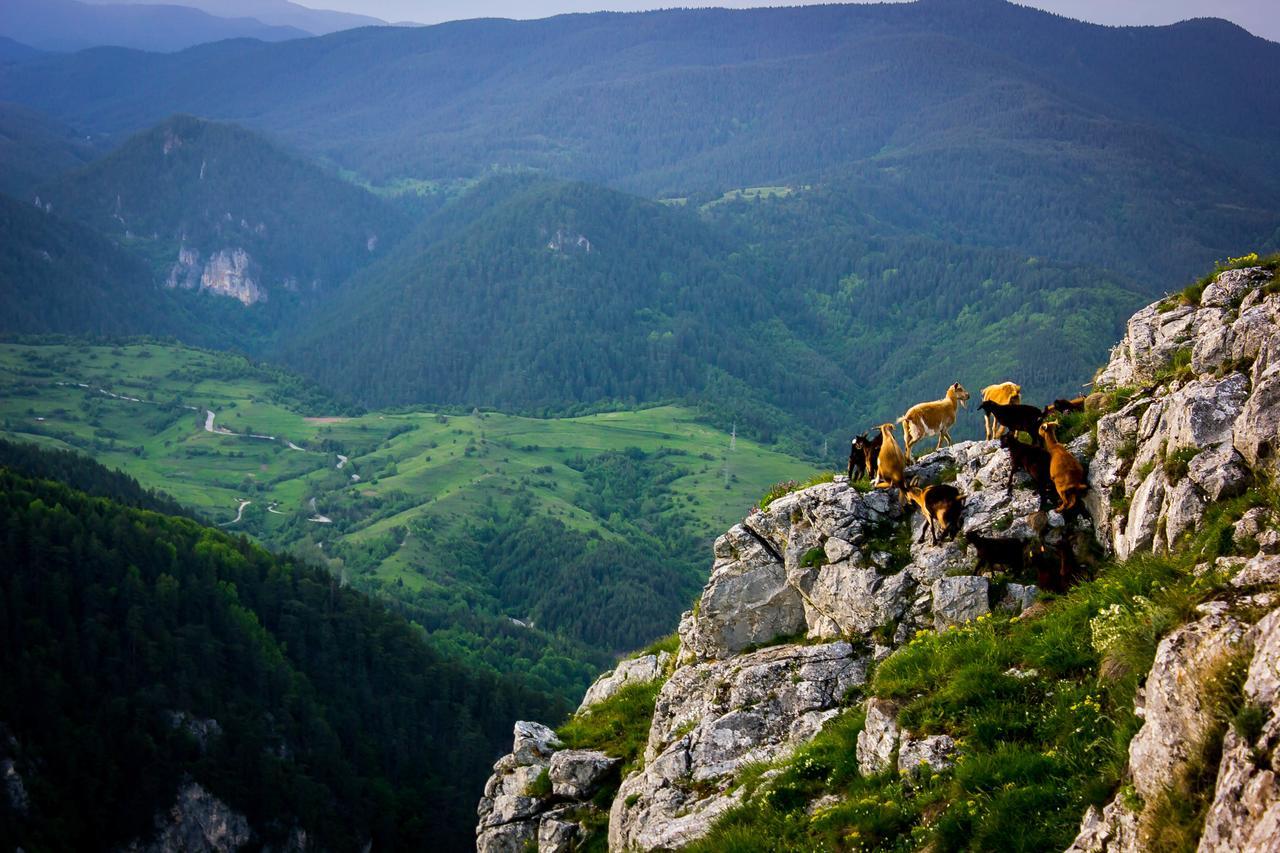 Hotel Mursal Yagodina Buitenkant foto